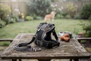 Best Dog Harnesses for UK Walks: 2026 Buyer’s Guide
